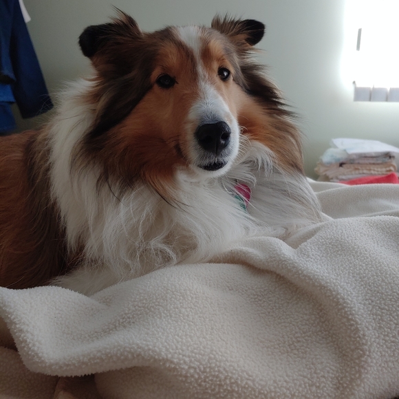 Meet your Posher, Veronica-Posh Ambassador - Picture 3 of 4